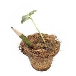 Seed Pencil