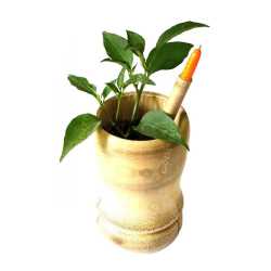 Eco-Seed Pen